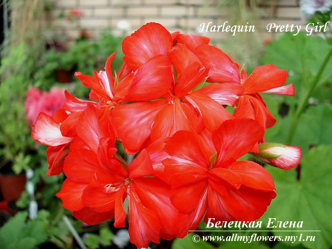 Купить плющелистную пеларгонию Harlequin Pretty Girl на сайте All My Flowers