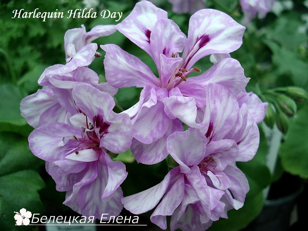 Купить плющелистную пеларгонию Harlequin Hilda Day на сайте All My Flowers