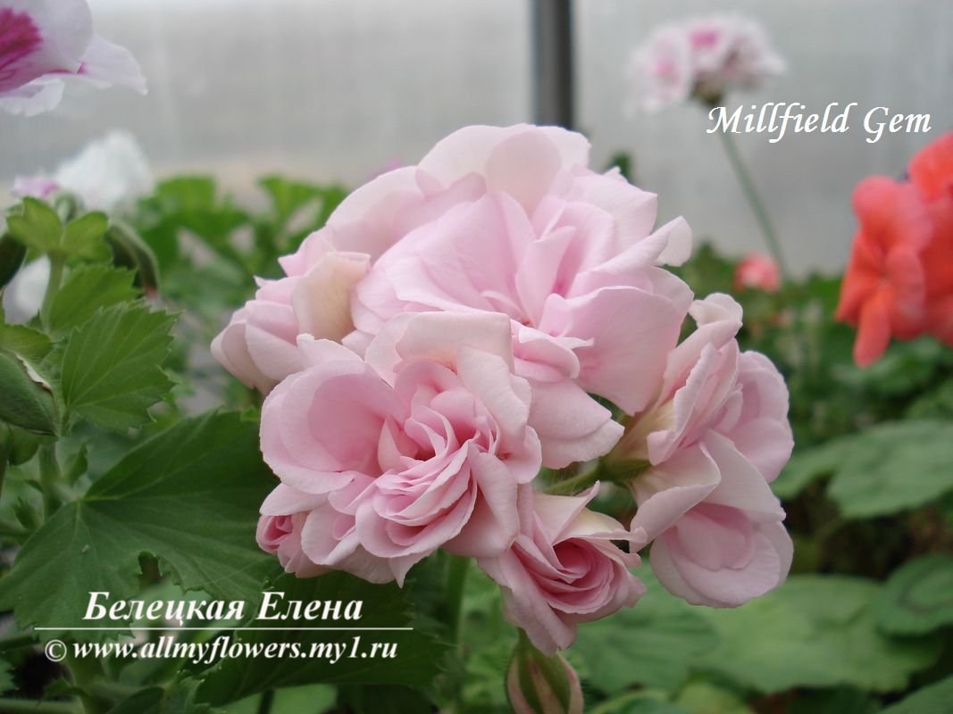 Купить плющелистную пеларгонию Millfield Gem на сайте All My Flowers