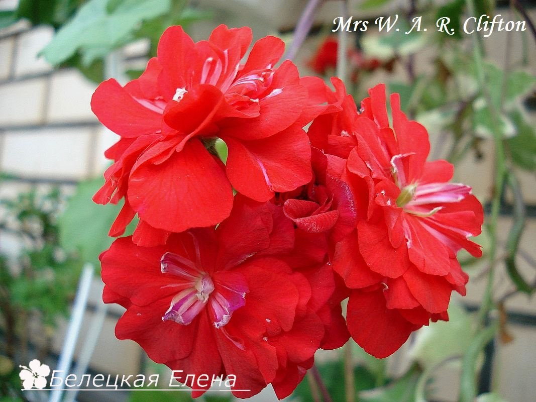 Купить плющелистную пеларгонию Mrs W. A. R. Clifton на сайте All My Flowers