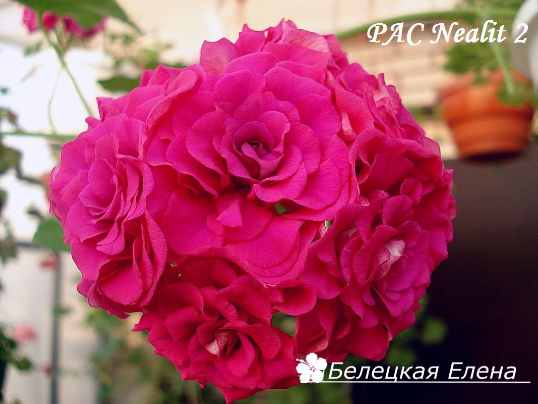 Купить плющелистную пеларгонию PAC Nealit 2 на сайте All My Flowers