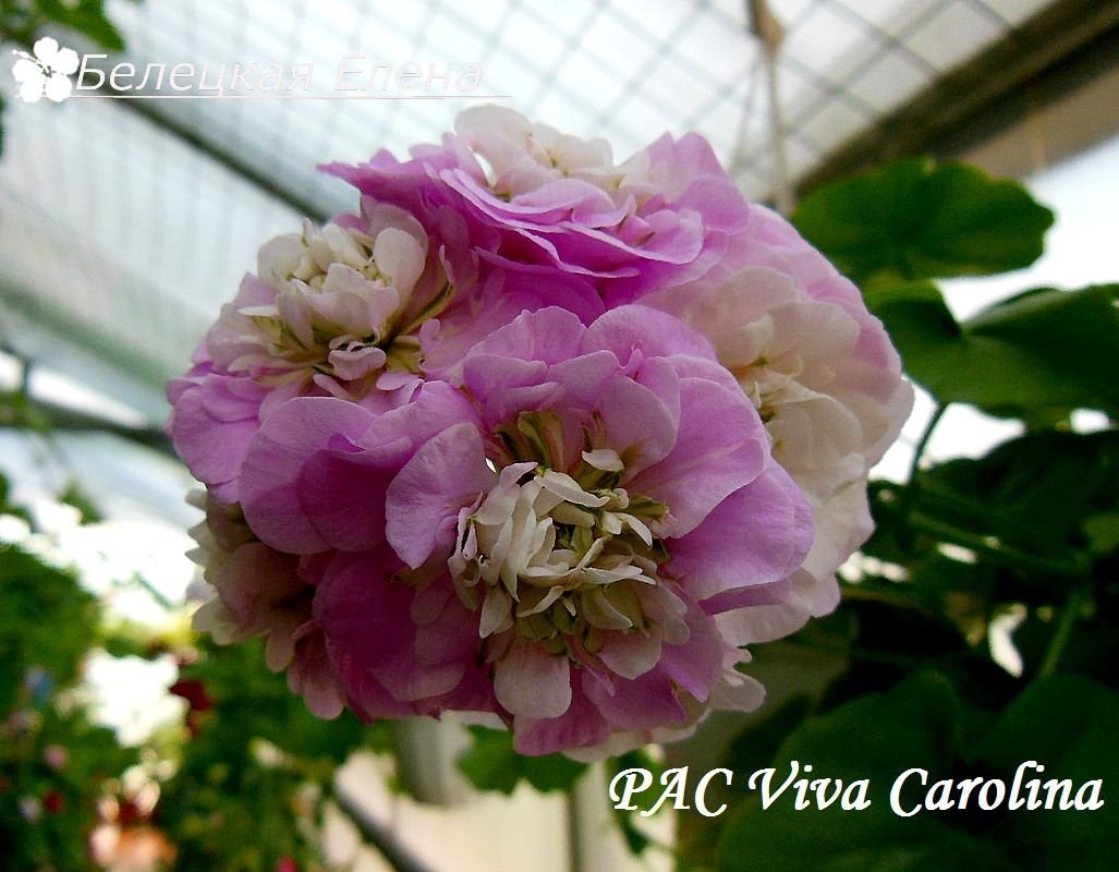 Купить плющелистную пеларгонию PAC Viva Carolina на сайте All My Flowers