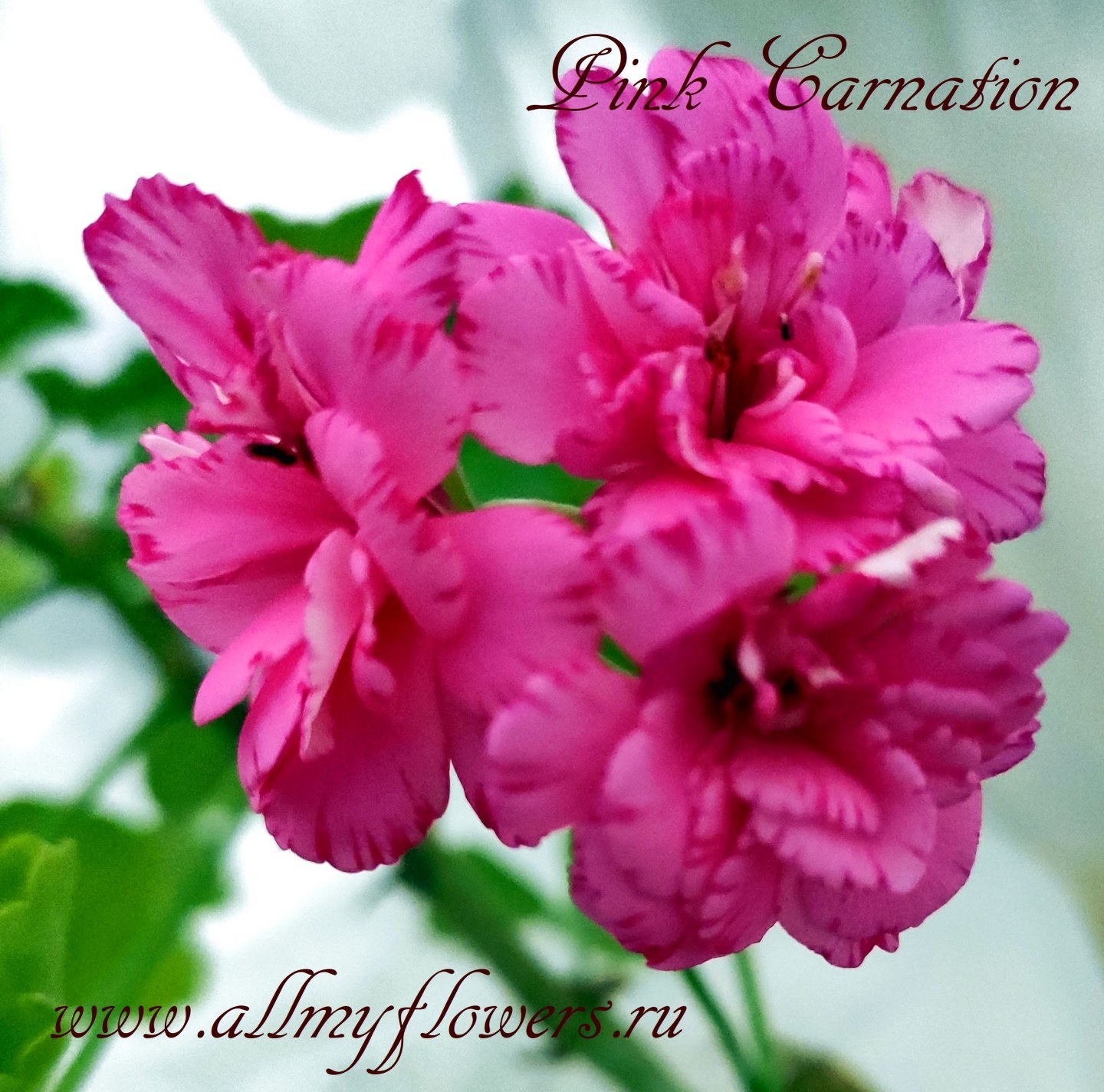 Купить плющелистную пеларгонию Pink Carnation на сайте All My Flowers