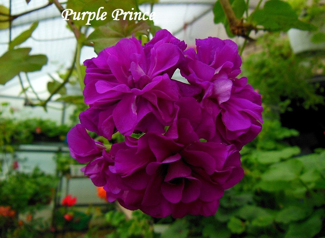 Купить плющелистную пеларгонию Purple Prince на сайте All My Flowers