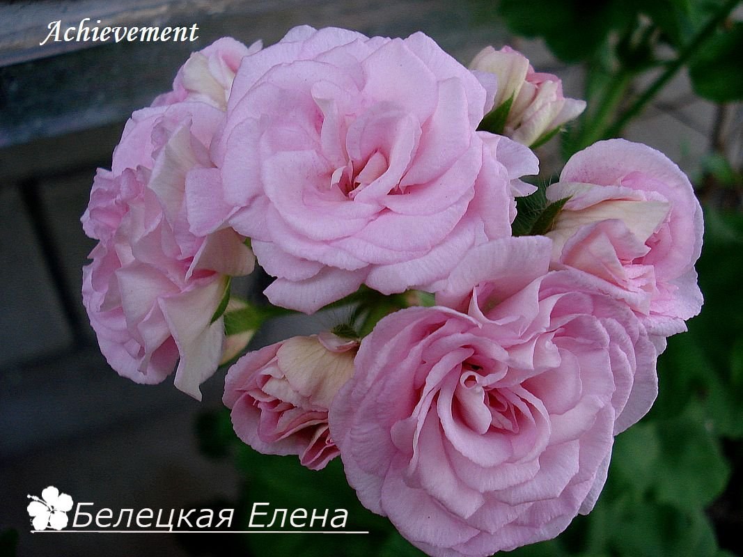 Купить розовидную пеларгонию Achievement на сайте All My Flowers