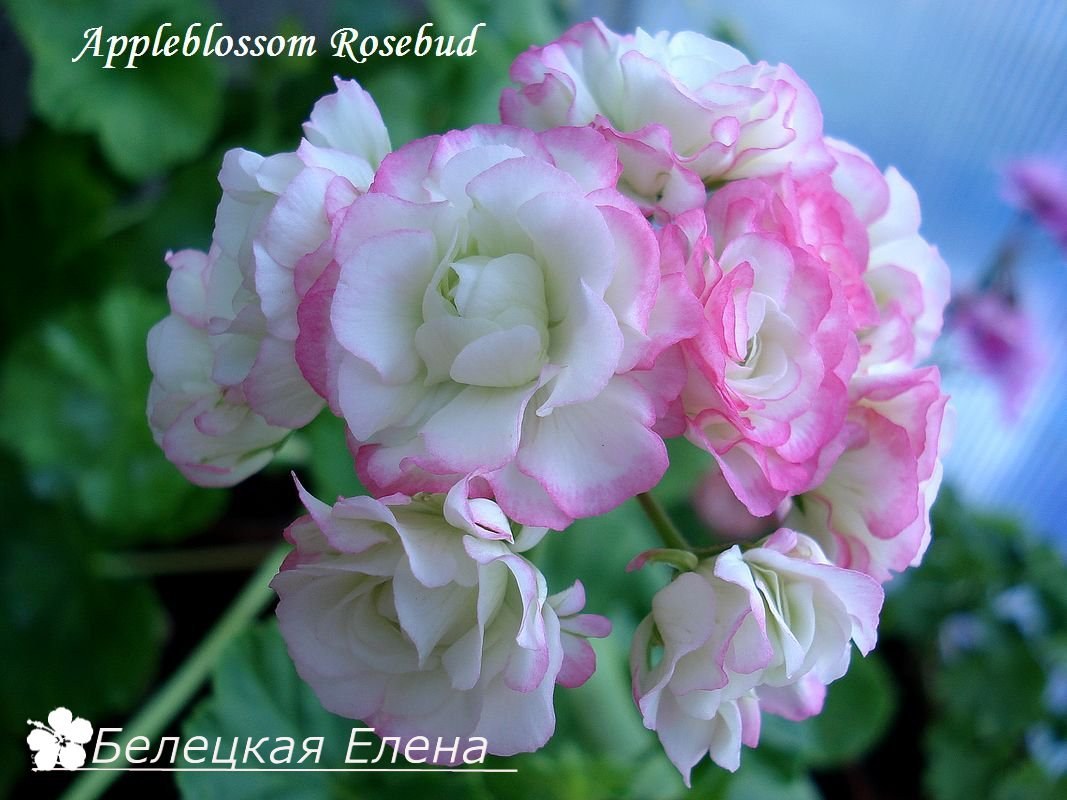 Купить розовидную пеларгонию Appleblossom Rosebud на сайте All My Flowers