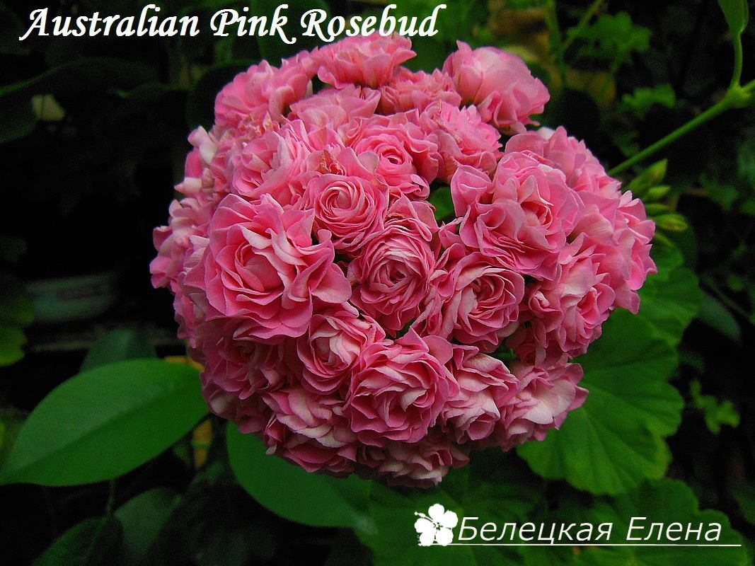Купить розовидную пеларгонию Australian (Swanland) Pink Rosebud на сайте All My Flowers