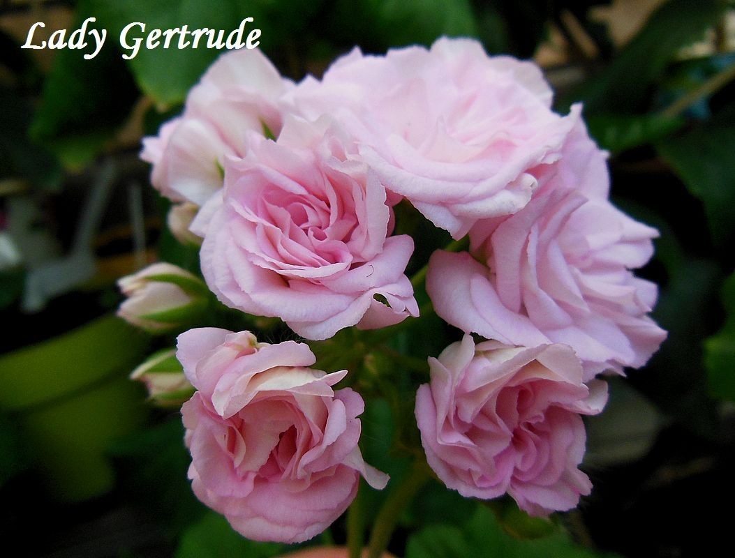 Купить розовидную пеларгонию Lady Gertrude на сайте All My Flowers
