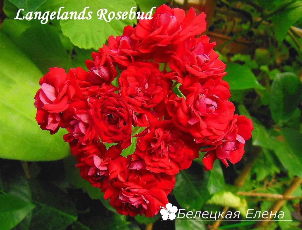Купить розовидную пеларгонию Langelands Roseиbud на сайте All My Flowers