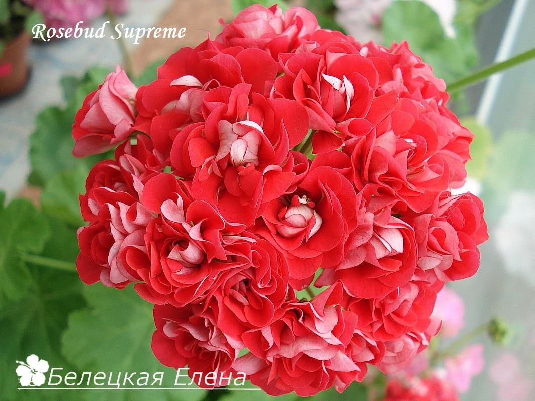 Купить розовидную пеларгонию Rosebud Supreme на сайте All My Flowers