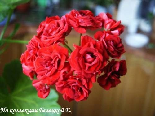 Купить розовидную пеларгонию Summerrose Tina на сайте All My Flowers