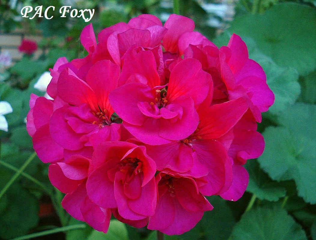 Купить зональную пеларгонию PAC Foxy на сайте All My Flowers