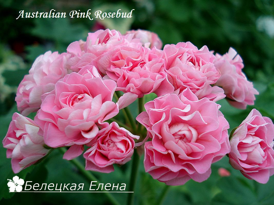 Пеларгония swanland pink australien pink rosebud фото