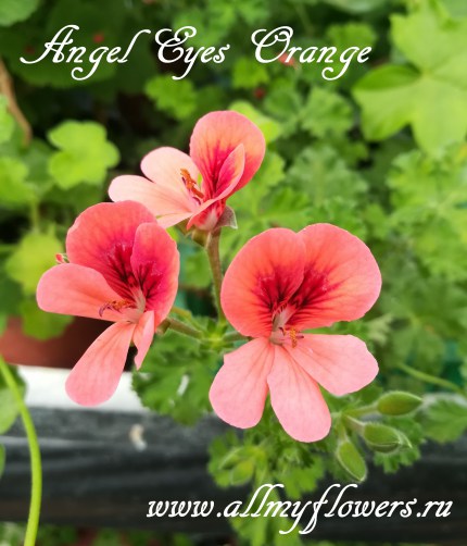 Пеларгония angeleyes orange фото и описание