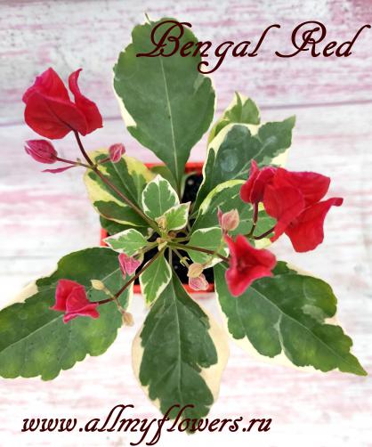 Bengal red, bougainvillea Bengal red, бугенвиллия Bengal red