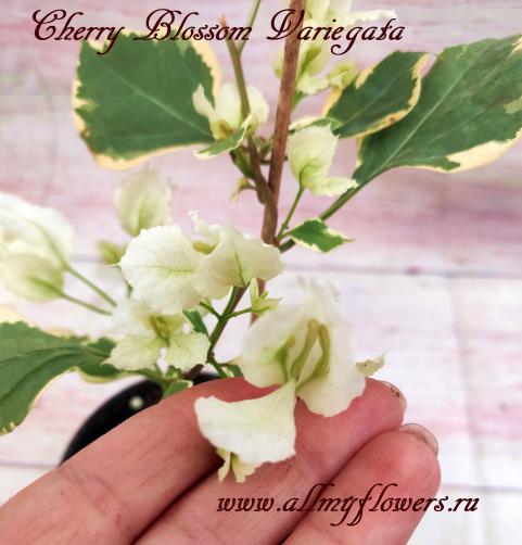 Cherry blossom variegata, bougainvillea Cherry blossom variegata, бугенвиллия Cherry blossom variegata