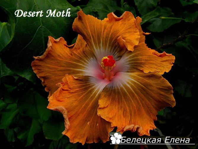 Desert moth1