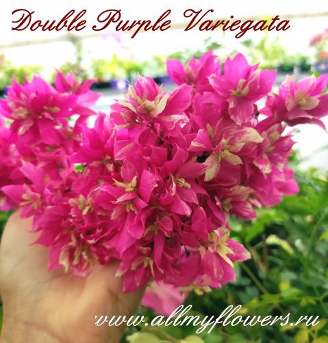 Double purple variegata
