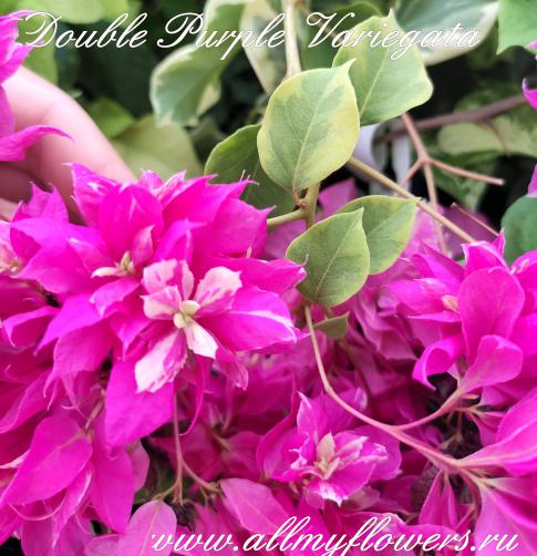 Double purple variegata