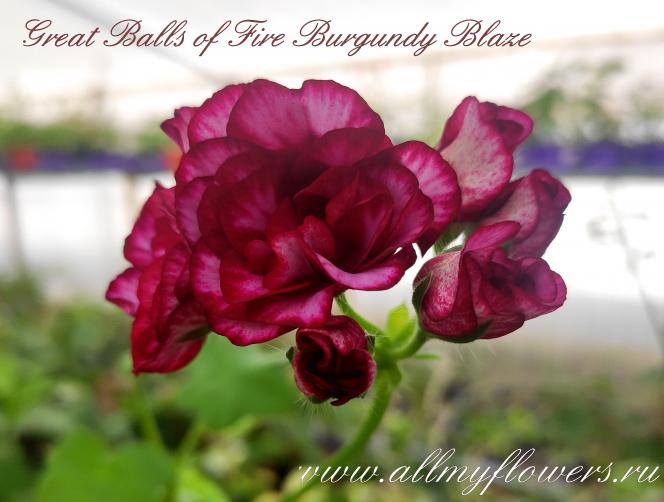 Great balls of fire burgundy blaze