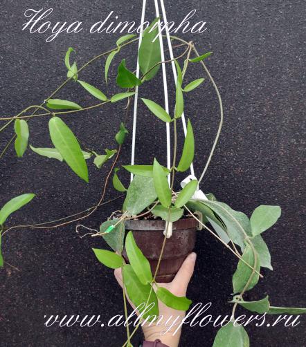 Hoya dimorpha