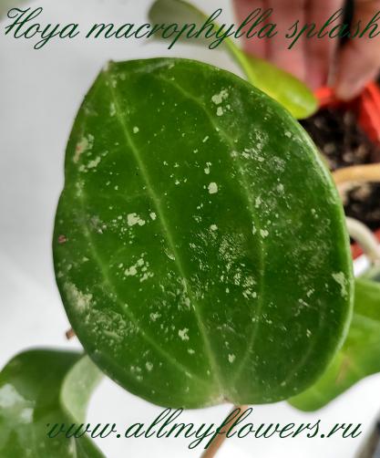 Hoya macrophylla splash