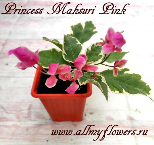Princess mahsuri pink, bougainvillea  Princess mahsuri pink, All My Flowers Бугенвиллия Princess mahsuri pink
