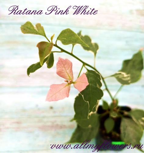 Ratana pink white