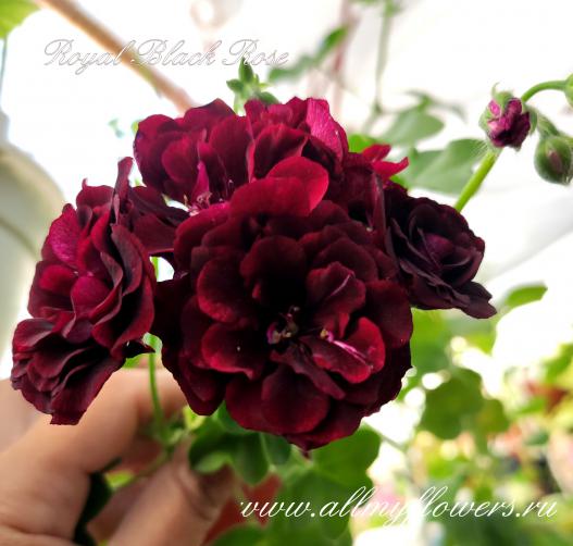 Royal black rose