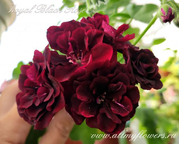 Royal black rose