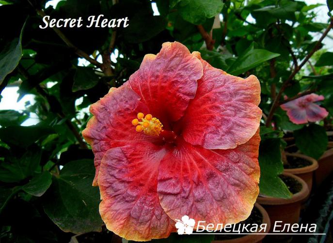 Secret heart3