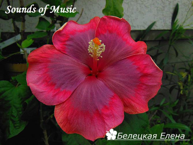 Sounds of music1