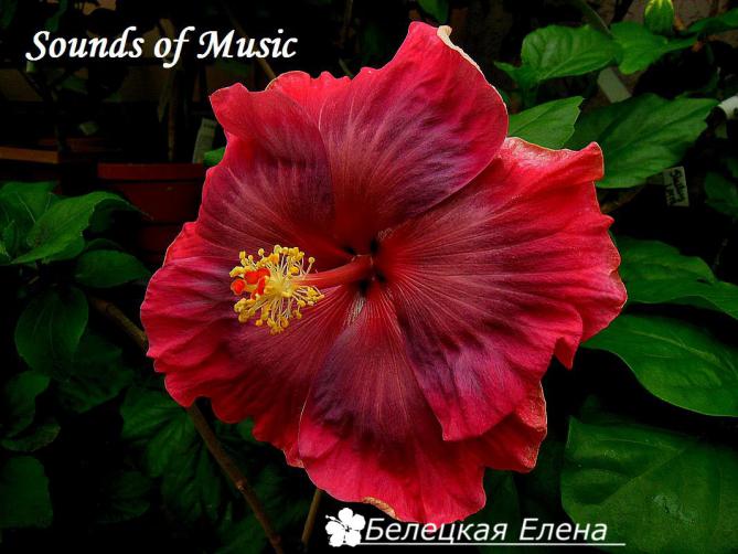 Sounds of music2