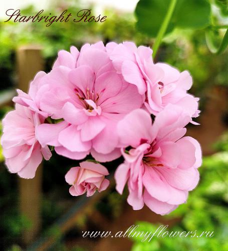 Starbright rose
