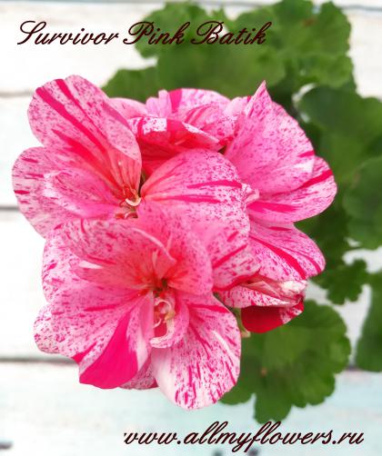 Survivor pink batik пеларгония фото и описание