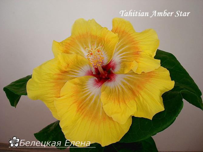 Tahitian amber star