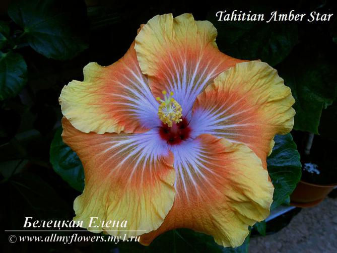 Tahitian amber star2