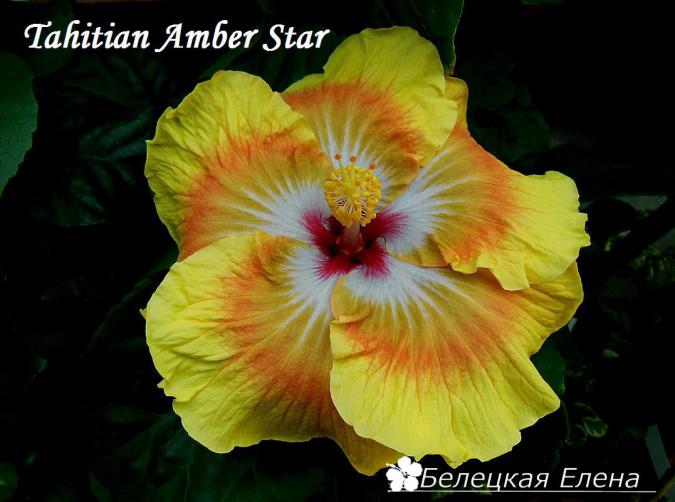 Tahitian amber star3