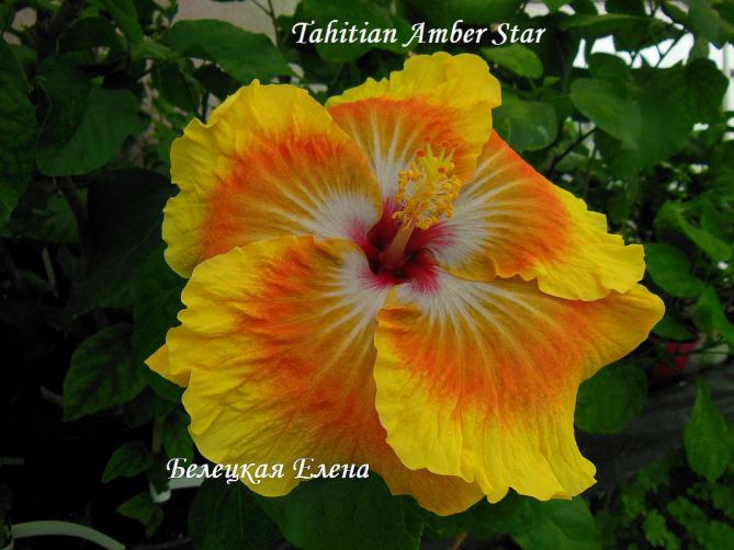 Tahitian amber star4