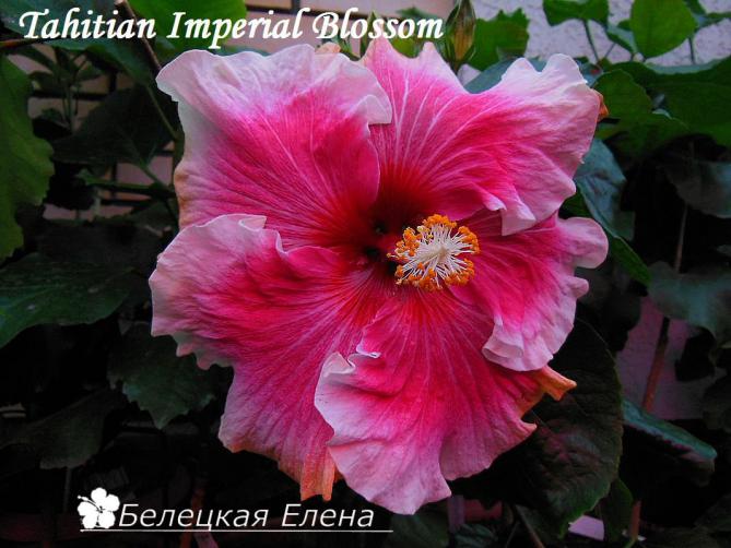 Tahitian imperial blossom
