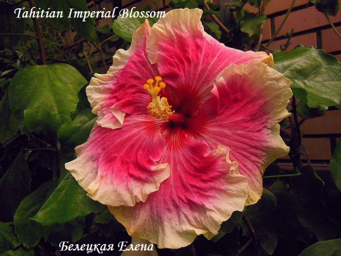 Tahitian imperial blossom2