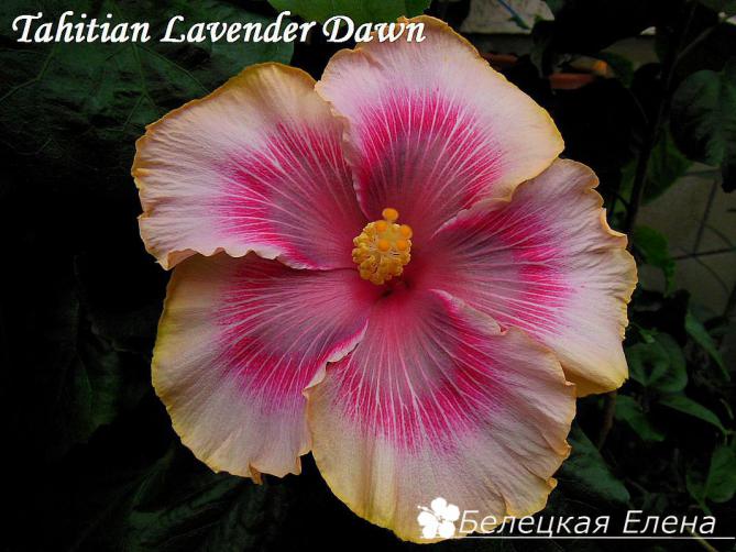 Tahitian lavender dawn1