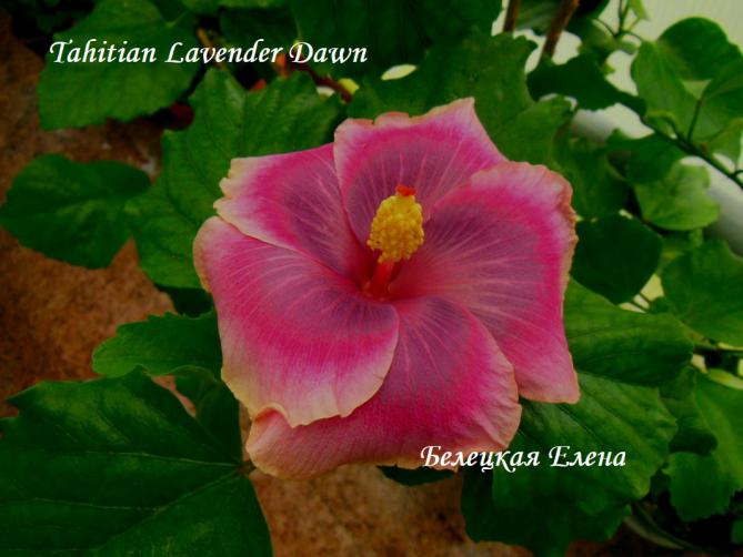 Tahitian lavender dawn2