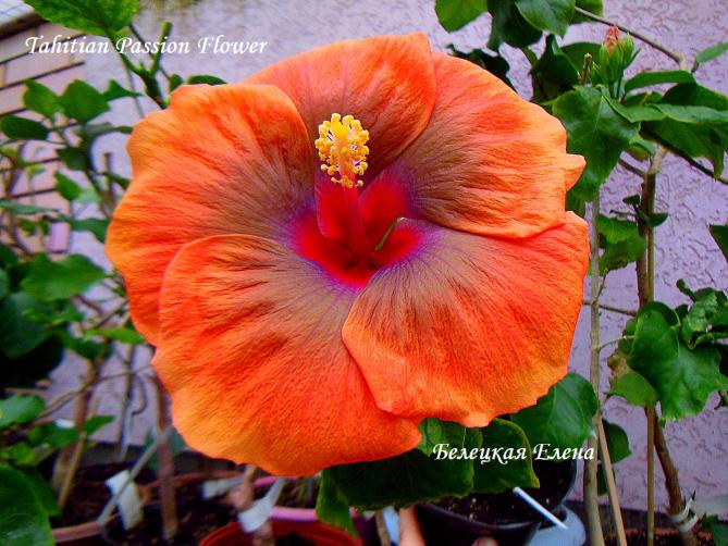 Tahitian passion flower4