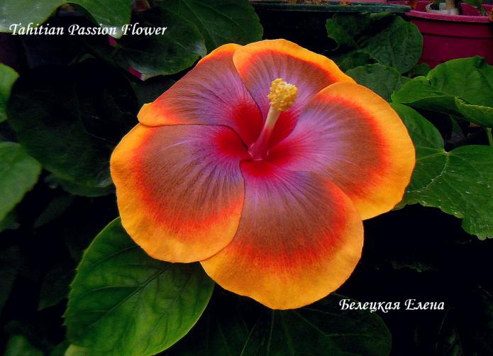Tahitian passion flower5