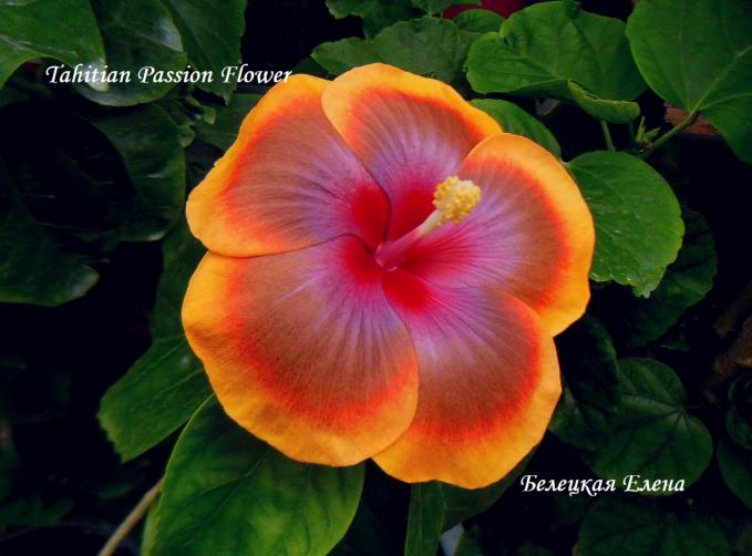 Tahitian passion flower6