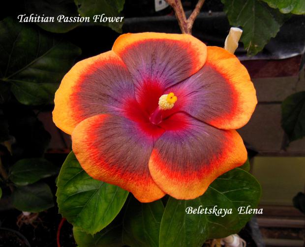Tahitian passion flower7
