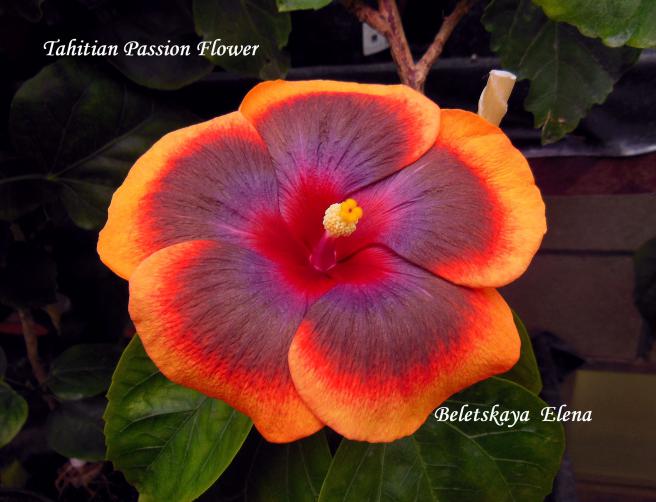 Tahitian passion flower8
