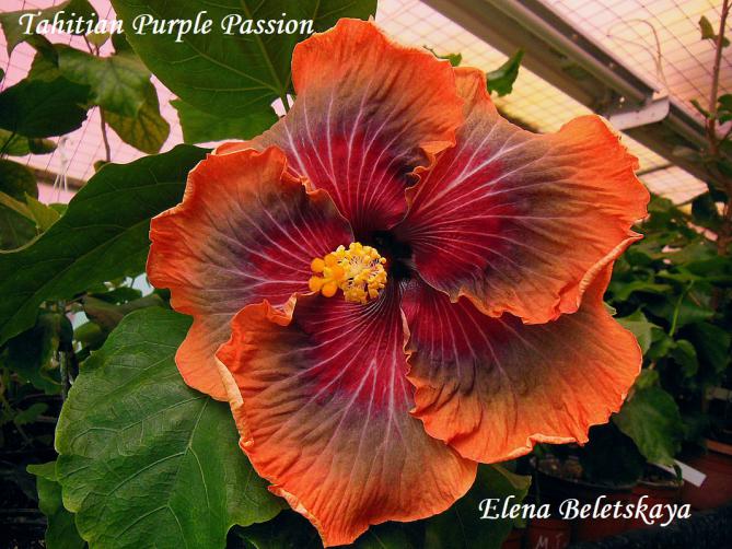 Гибискус Tahitian purple passion