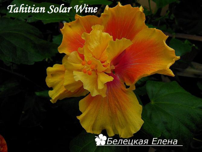 Гибискус Tahitian solar wine